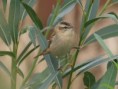 /album/my-local-birding-gallery/sedge-warbler-at-dewsbury-sewage-works-jpg/